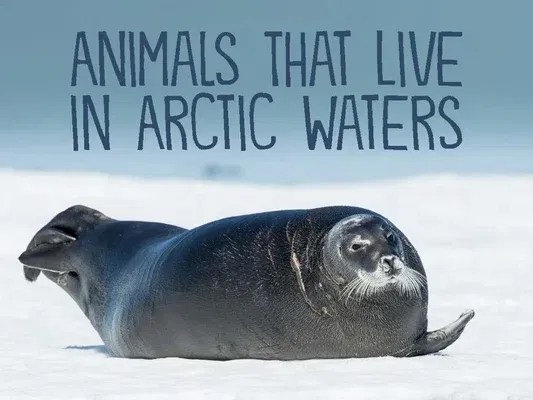 Animals That Live in Arctic Waters: English Edition (English)