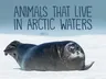 Animals That Live in Arctic Waters: English Edition (English)