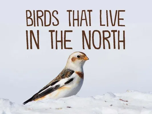 Birds That Live in the North: English Edition (English)