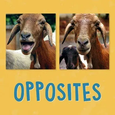 Opposites: English Edition (English)