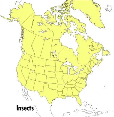 A Peterson Field Guide to Insects: America North of Mexico