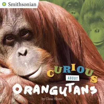 Curious about Orangutans