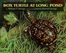 Box Turtle at Long Pond