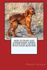 How to Train and Raise a Irish Setter Puppy or Dog with Good Behavior