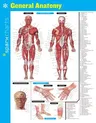 General Anatomy Sparkcharts: Volume 24