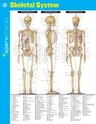 Skeletal System Sparkcharts: Volume 62