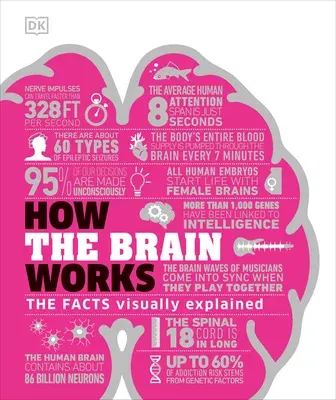 How the Brain Works: The Facts Visually Explained