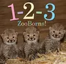 1-2-3 Zooborns!