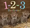 1-2-3 Zooborns! (Reprint)