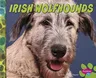 Irish Wolfhounds