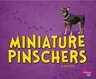 Miniature Pinschers