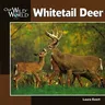 Whitetail Deer