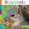 Squirrels