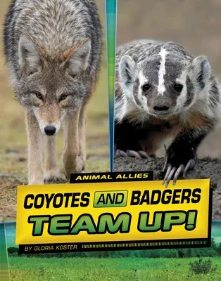 Coyotes and Badgers Team Up!