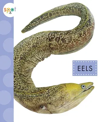 Eels