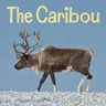 The Caribou: English Edition (English)