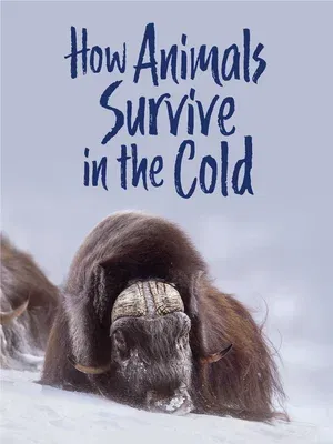 How Animals Survive in the Cold: English Edition (English)