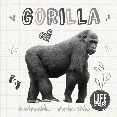 Gorilla