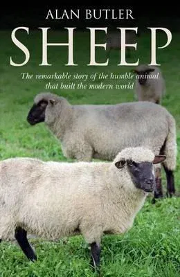 Sheep