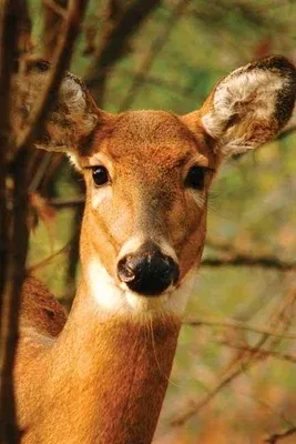 Young Deer Blank Journal