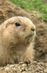 Prairie Dog Lined Journal