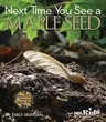 Next Time You See a Maple Seed