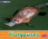 Platypuses: A 4D Book (Revised)