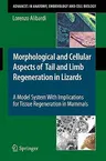 Morphological and Cellular Aspects of Tail and Limb Regeneration in Lizards: A Model System with Implications for Tissue Regeneration in Mammals (2010