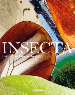 Insecta