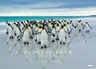 Penguin Land