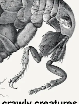 Crawly Creatures: Depiction and Appreciation of Insects and Other Critters in Art and Science